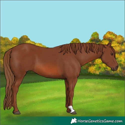 Horse Color:Chestnut  and Chestnut 