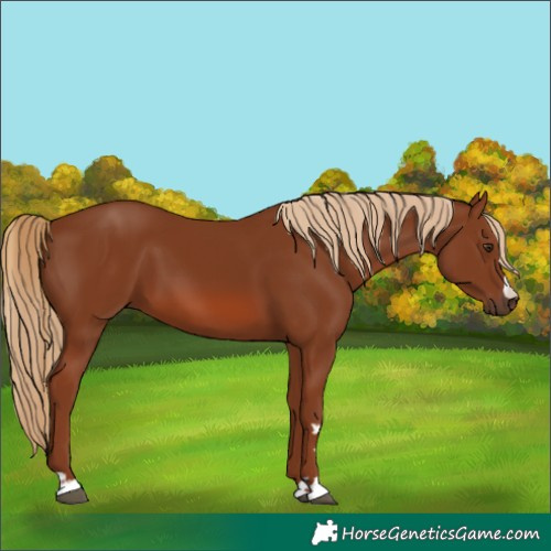 Horse Color:Chestnut 