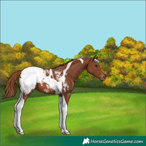 Horse Color:Chestnut Tobiano Appaloosa 