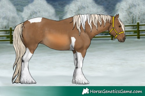 Horse Color:Chocolate Palomino Tobiano 