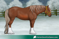 Horse Color:Chestnut 