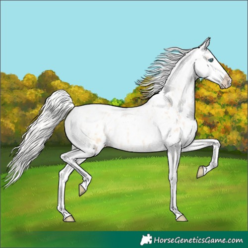 Horse Color:Silver Amber Champagne Pearl Dun Tobiano Blanket Rabicano and Silver Amber Champagne Pearl Dun Tobiano Blanket Rabicano