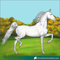 Horse Color:Silver Amber Champagne Pearl Dun Tobiano Appaloosa Rabicano and Silver Amber Champagne Pearl Dun Tobiano Appaloosa Rabicano