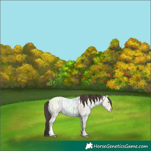 Horse Color:Classic Champagne Ice Dun Sabino Rabicano