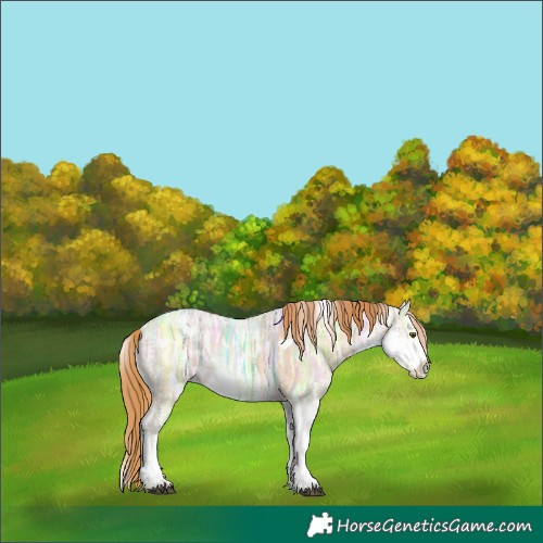 Horse Color:Red Dun Ice Sabino Rabicano 