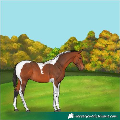 Horse Color:Bay Tobiano 
