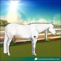 Horse Color:Silver Amber Champagne Pearl Dun Tobiano Near Leopard Rabicano  and White Spotted Silver Amber Champagne Pearl Dun Tobiano Near Leopard Rabicano 