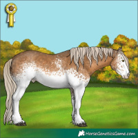 Horse Color:White Spotted Chocolate Palomino 