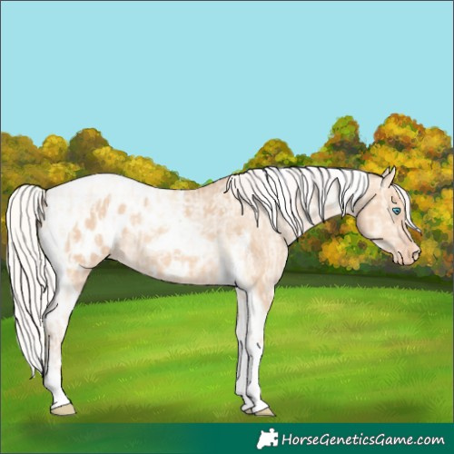 Horse Color:Silver Amber Champagne Pearl Dun Tobiano Appaloosa Rabicano  and Silver Amber Champagne Dun Tobiano Appaloosa Rabicano 