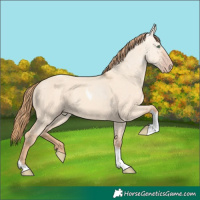 Horse Color:Gold Champagne Dun Tobiano Rabicano
