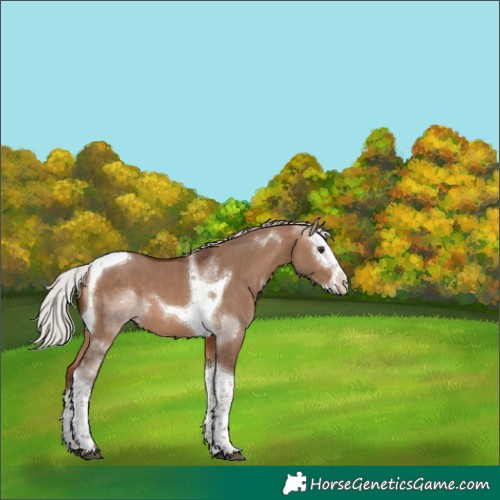 Horse Color:Silver Bay Dun Splash Tobiano 