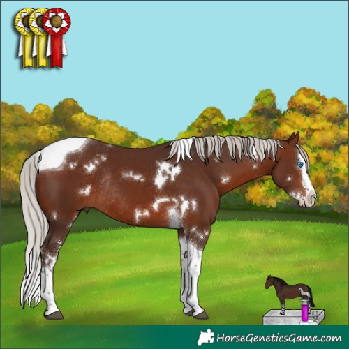 Horse Color:White Spotted Silver Brown Splash Tobiano Rabicano 
