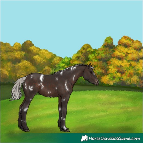 Horse Color:White Spotted Silver Brown Varnish Rabicano 