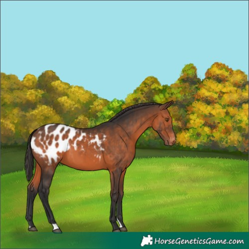 Horse Color:Brown Appaloosa 