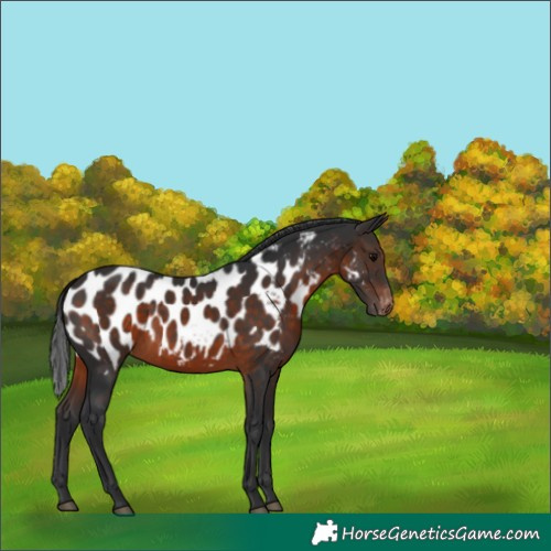 Horse Color:Brown Appaloosa 