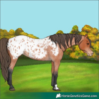 Horse Color:Bay Roan Appaloosa 