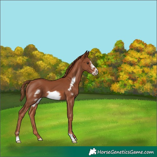 Horse Color:Chestnut Frame