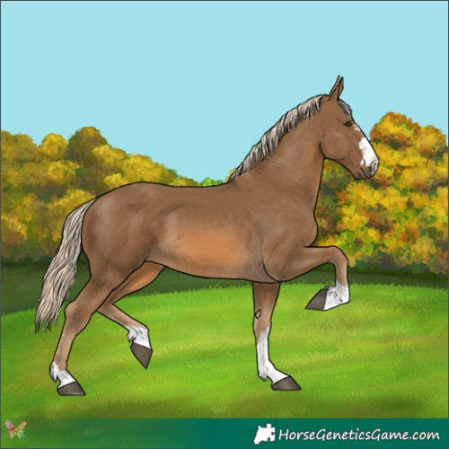 Horse Color:Chocolate Palomino 