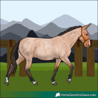 Horse Color:Bay Roan Splash 