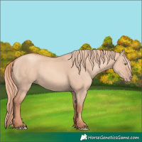 Horse Color:Gold Champagne Dun