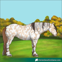 Horse Color:Amber Champagne Dun Leopard 