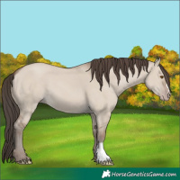 Horse Color:Classic Champagne Dun 