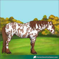 Horse Color:Red Roan Appaloosa 