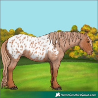 Horse Color:Red Roan Appaloosa 