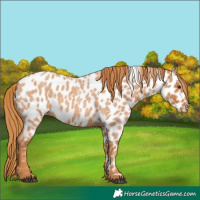 Horse Color:Red Roan Appaloosa 