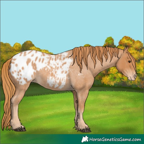 Horse Color:Red Roan Appaloosa 