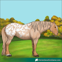 Horse Color:Red Roan Appaloosa 