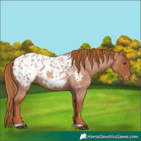Horse Color:Red Roan Appaloosa 