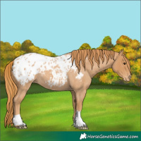 Horse Color:Red Roan Appaloosa 