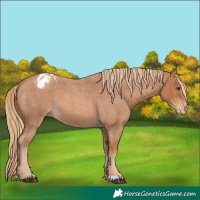 Horse Color:Red Roan Appaloosa 