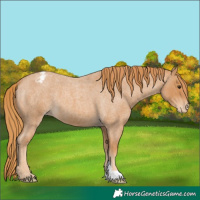 Horse Color:Red Roan Appaloosa 