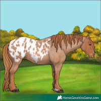 Horse Color:Red Roan Appaloosa 