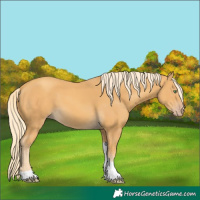 Horse Color:Gold Cream Champagne Tobiano 