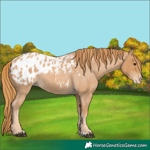 Horse Color:Red Roan Appaloosa 