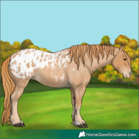 Horse Color:Red Roan Appaloosa 