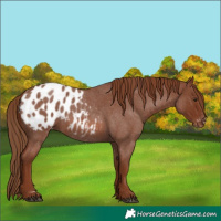 Horse Color:Red Roan Appaloosa 