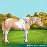 Horse Color:Gold Champagne Tobiano 