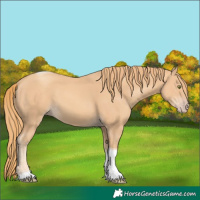 Horse Color:Gold Champagne Tobiano 