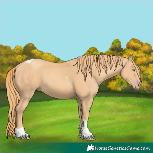 Horse Color:Gold Champagne Tobiano 