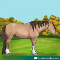 Horse Color:Amber Champagne Tobiano 