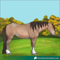 Horse Color:Amber Champagne Tobiano 