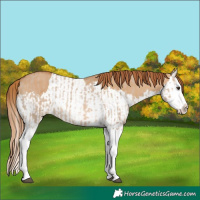 Horse Color:Red Dun Splash  and Red Dun Splash 
