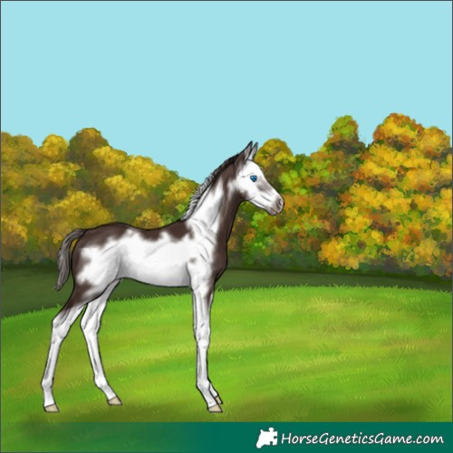 Horse Color:Liver Chestnut Sabino Splash Frame Appaloosa