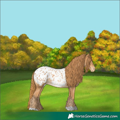 Horse Color:Chestnut Appaloosa