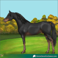 Horse Color:Liver Chestnut 
