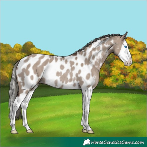 Horse Color:Liver Red Dun Mushroom Splash Appaloosa Rabicano 